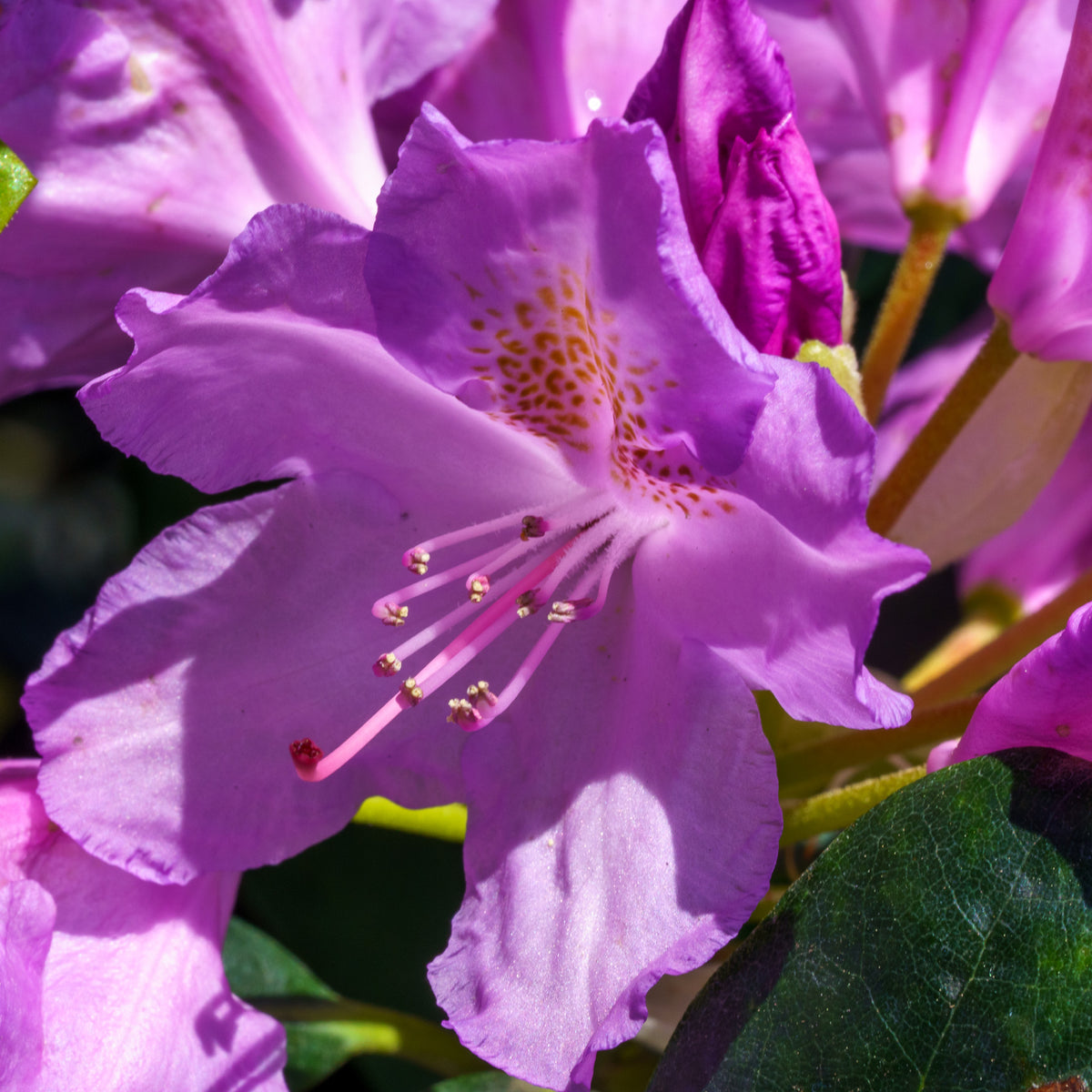 Everestianum Rhododendron – Plant Detectives