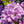 Load image into Gallery viewer, Everestianum Rhododendron - Rhododendron - Shrubs