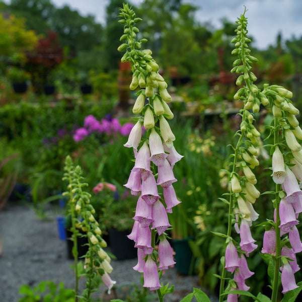 Excelsior Group Foxglove