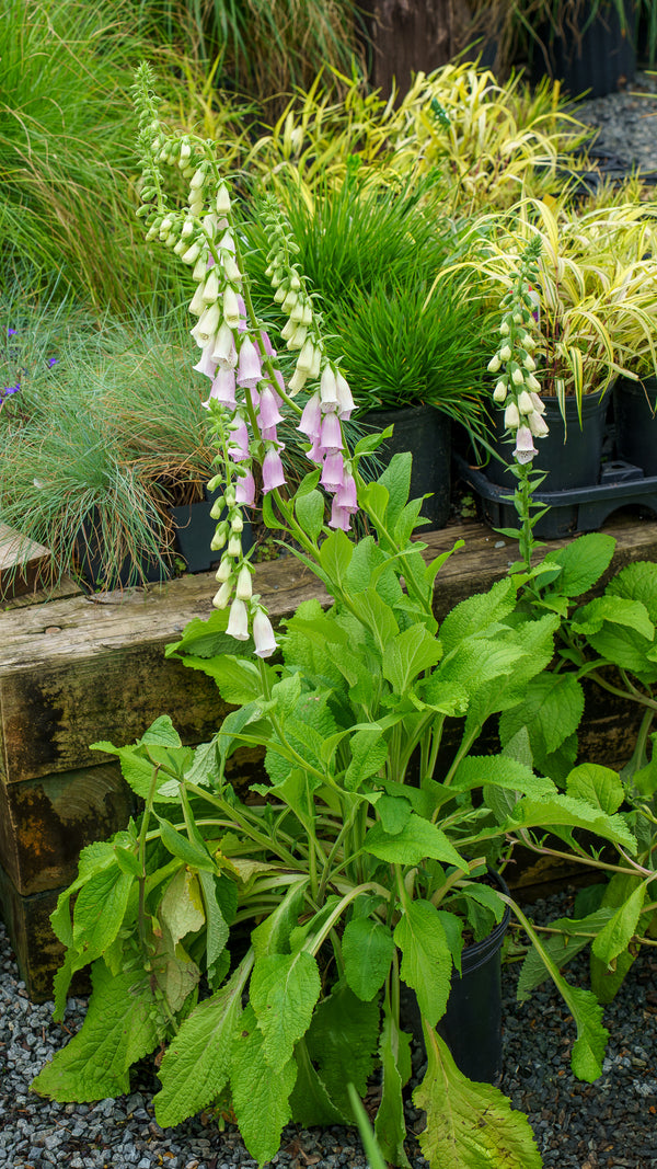 Excelsior Group Foxglove