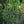 Load image into Gallery viewer, Exclamation! London Planetree - Other Shade Trees - Shade Trees