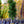 Load image into Gallery viewer, Exclamation! London Planetree