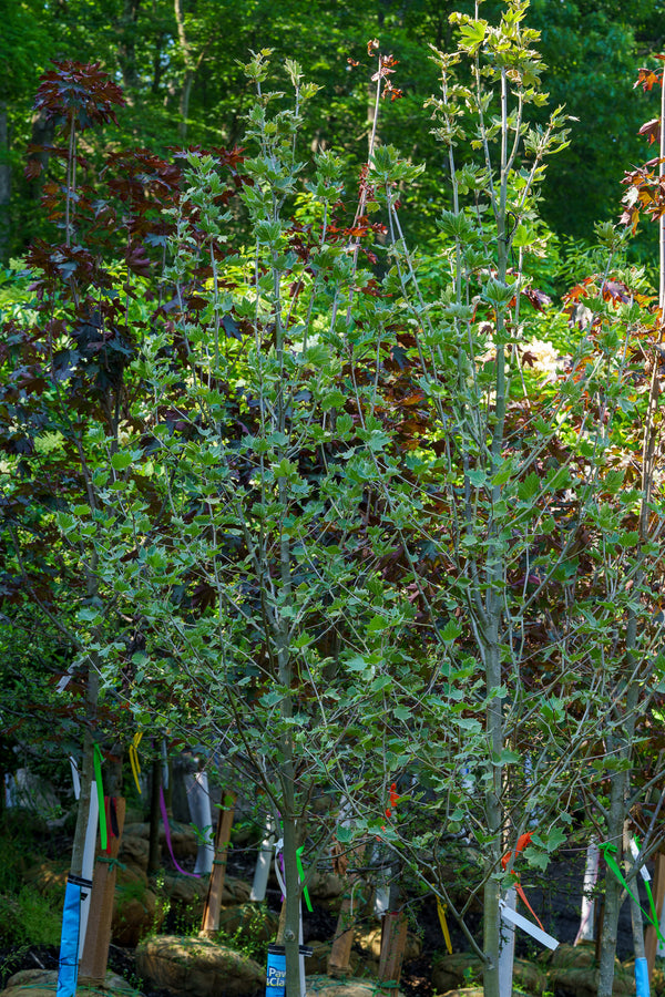 Exclamation! London Planetree