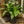 Load image into Gallery viewer, Exotica Ti Plant