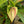 Load image into Gallery viewer, Exotica Ti Plant