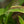 Load image into Gallery viewer, Exotica Ti Plant