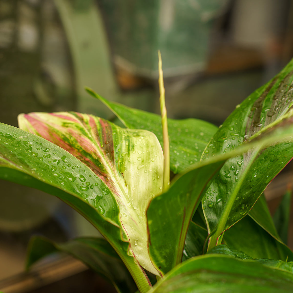 Exotica Ti Plant – Plant Detectives