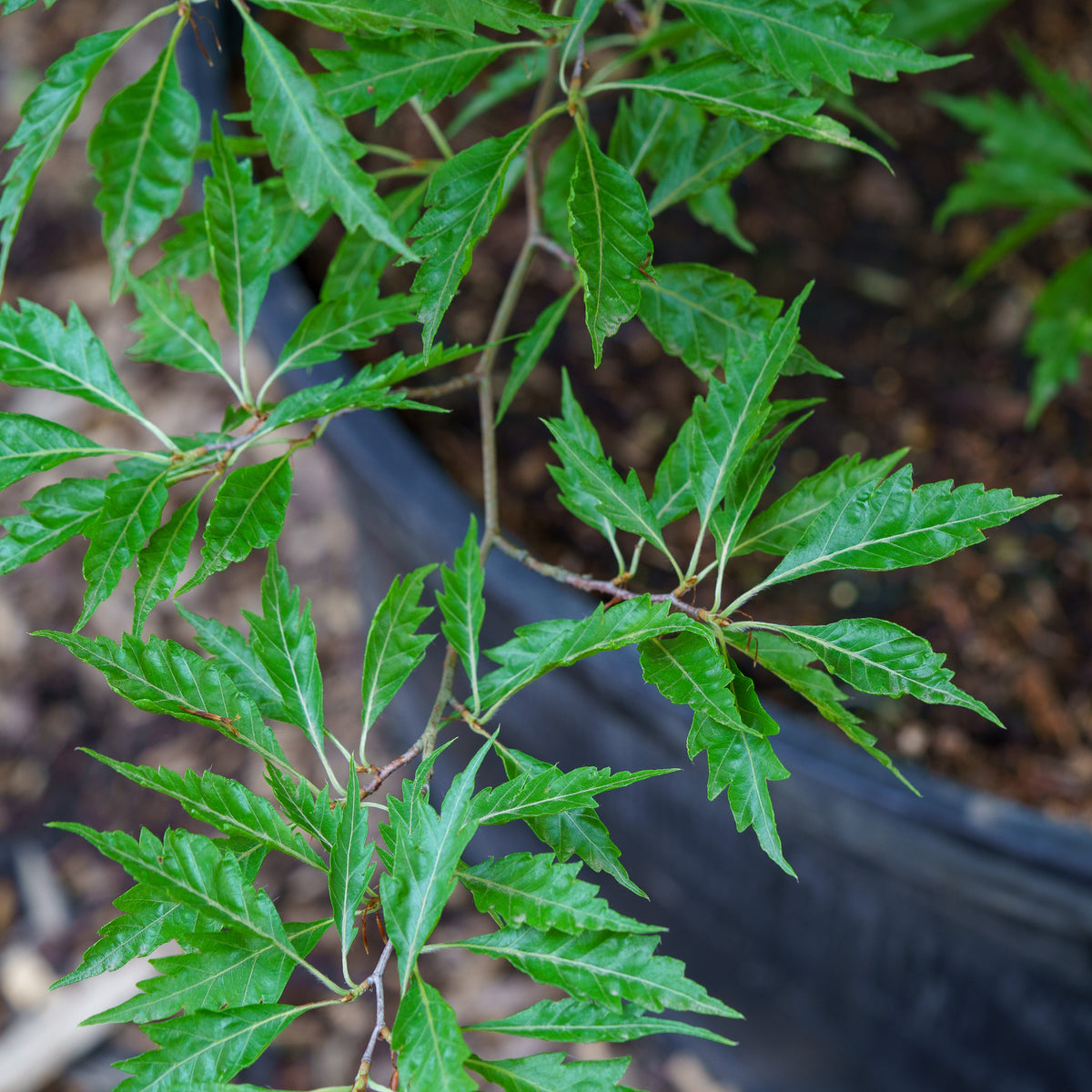 Fernleaf Beech – Plant Detectives
