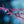 Load image into Gallery viewer, Fireball Japanese Maple - Japanese Maple - Japanese Maples