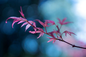 Fireball Japanese Maple Leaves