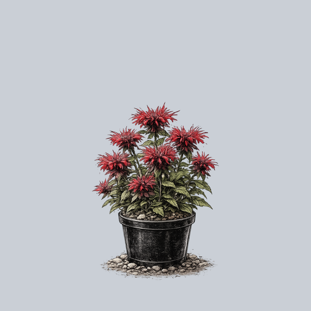 can i plant bee balm in a pot Fireball Bee Balm – Plant Detectives