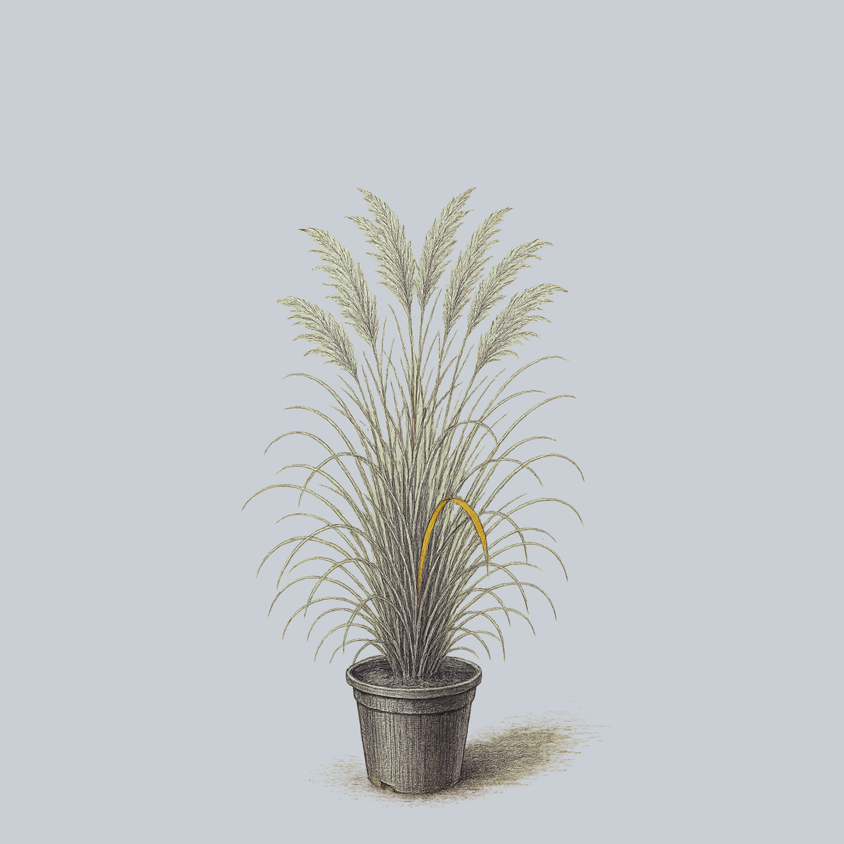 Fire Dragon Maiden Grass – Plant Detectives