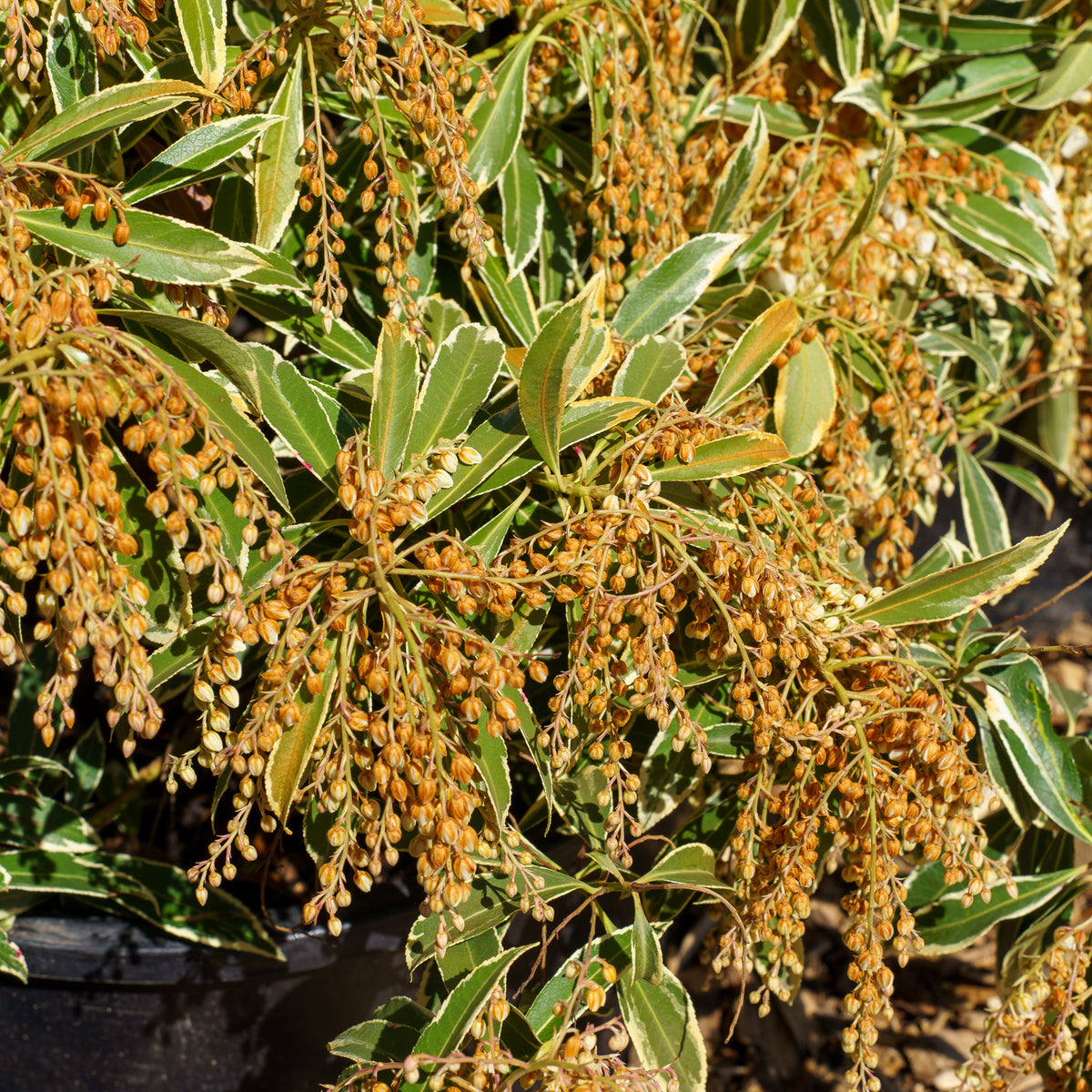Flaming Silver Pieris – Plant Detectives