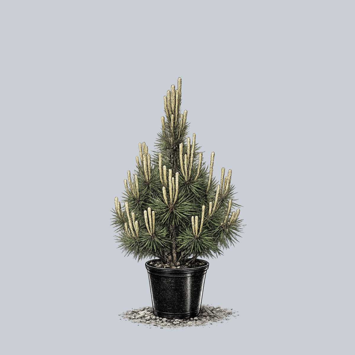 acheter une plante Mix de Plantes Vertes avec Pots main image 1