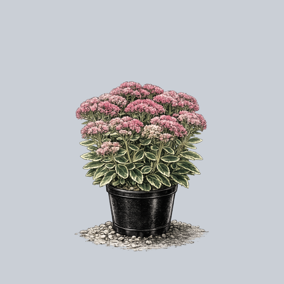 autumn succulent Frosted Fire Autumn Stonecrop – Plant Detectives