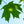 Load image into Gallery viewer, Fall Fiesta Sugar Maple - Maple - Shade Trees