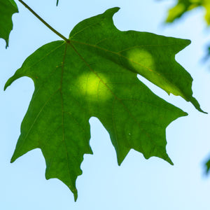 Fall Fiesta Sugar Maple