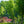 Load image into Gallery viewer, Fall Fiesta Sugar Maple - Maple - Shade Trees
