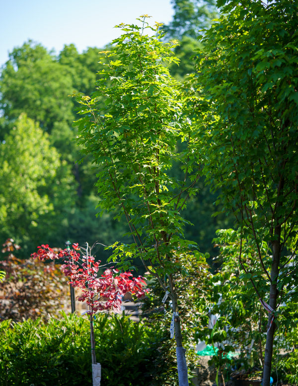 Fall Fiesta Sugar Maple