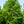 Load image into Gallery viewer, Fall Fiesta Sugar Maple - Maple - Shade Trees