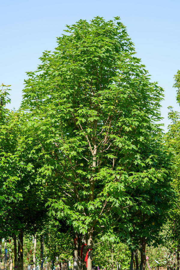 Fall Fiesta Sugar Maple