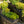 Load image into Gallery viewer, Fanciful Gardens Mini Conifers