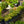 Load image into Gallery viewer, Fanciful Gardens Mini Conifers