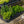 Load image into Gallery viewer, Fanciful Gardens Mini Conifers