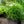 Load image into Gallery viewer, Fashionably Early Crystal Phlox