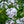 Load image into Gallery viewer, Fashionably Early Crystal Phlox