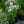 Load image into Gallery viewer, Fashionably Early Crystal Phlox