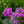 Load image into Gallery viewer, Flamingo Tall Garden Phlox