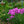 Load image into Gallery viewer, Flamingo Tall Garden Phlox