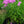 Load image into Gallery viewer, Flamingo Tall Garden Phlox