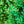 Load image into Gallery viewer, Fastigiata Boxwood - Boxwood - Shrubs