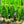 Load image into Gallery viewer, Fastigiata Boxwood - Boxwood - Shrubs