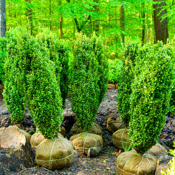 Fastigiata Boxwood