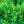Load image into Gallery viewer, Fastigiata Boxwood - Boxwood - Shrubs