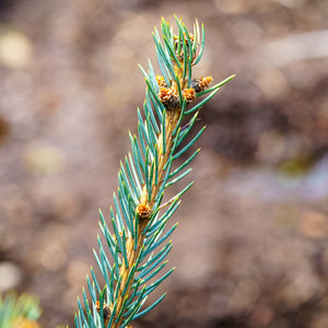 Fat Albert Colorado Blue Spruce - Spruce - Conifers