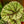 Load image into Gallery viewer, Fedor Rex Begonia