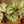 Load image into Gallery viewer, Fedor Rex Begonia