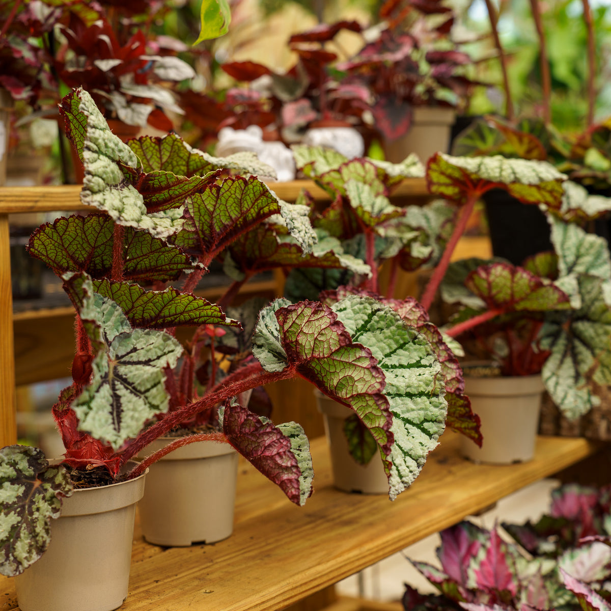 indoor begonia plants Fedor Rex Begonia – Plant Detectives