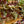 Load image into Gallery viewer, Fedor Rex Begonia