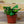 Load image into Gallery viewer, Assorted Ferns - Houseplant Ferns - Houseplants
