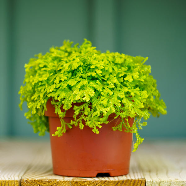 Assorted Ferns - Houseplant Ferns - Houseplants