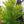 Load image into Gallery viewer, Fern Leaved Beech - Beech - Shade Trees