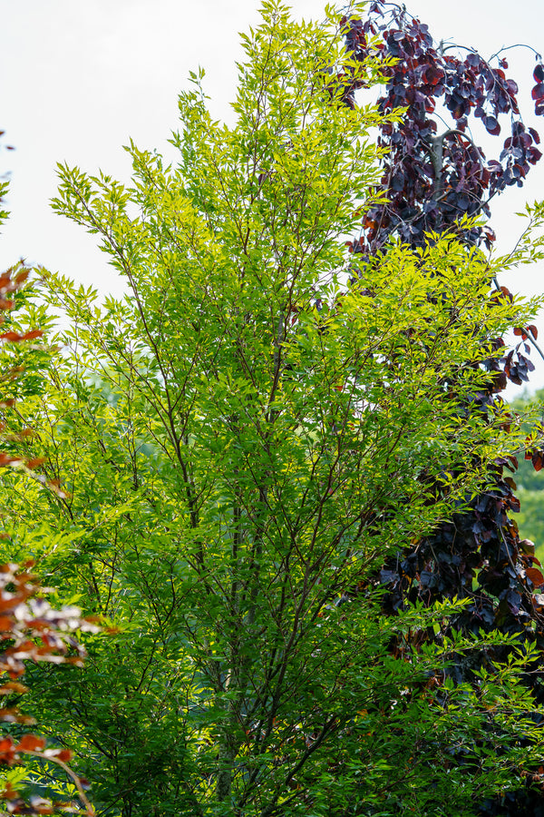 Fernleaf European Beech