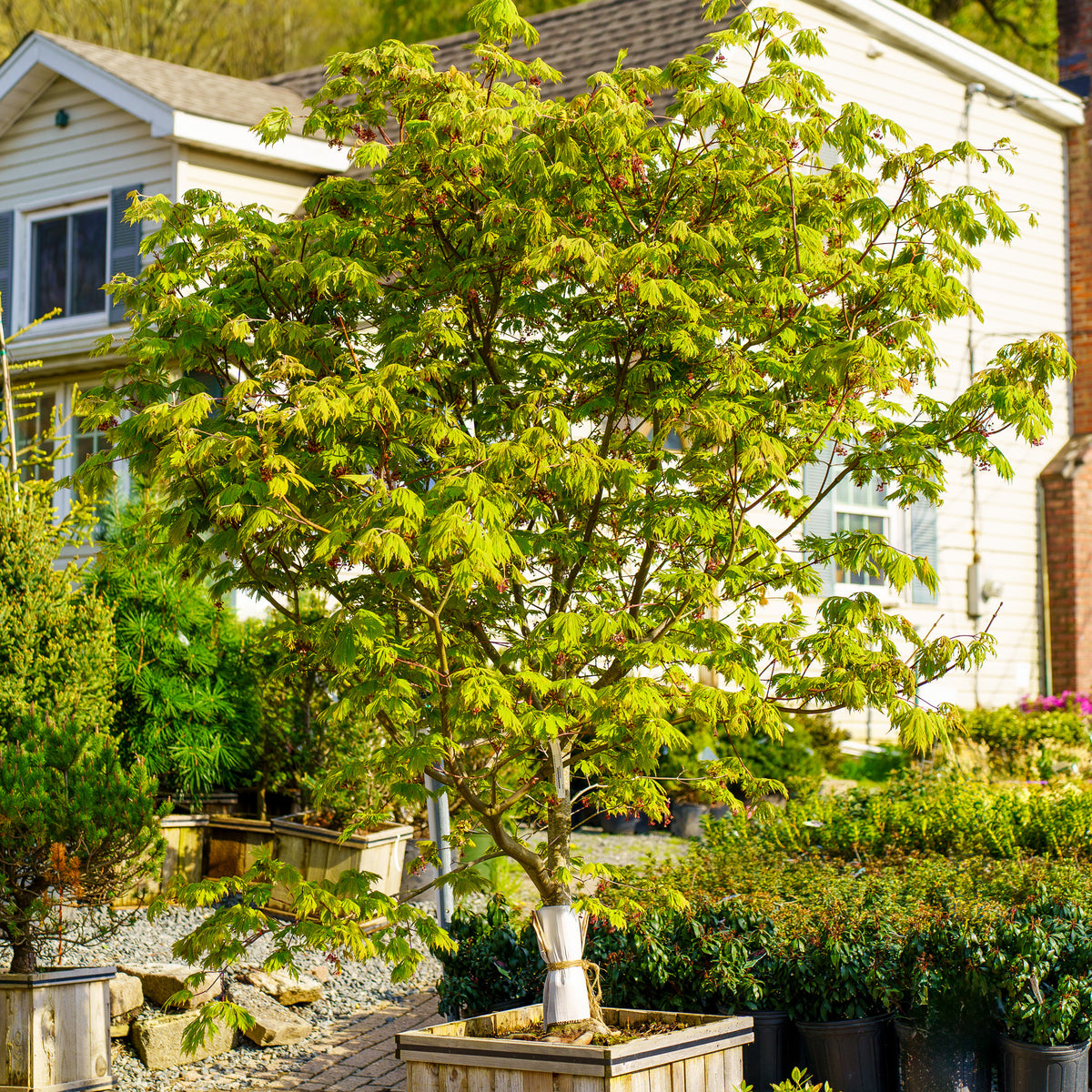 house plant with maple like leaves Fernleaf Full Moon Japanese Maple – Plant Detectives