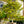Load image into Gallery viewer, Fernleaf Full Moon Japanese Maple - Japanese Maple - Japanese Maples