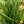 Load image into Gallery viewer, Fernwood Mikado Snake Plant